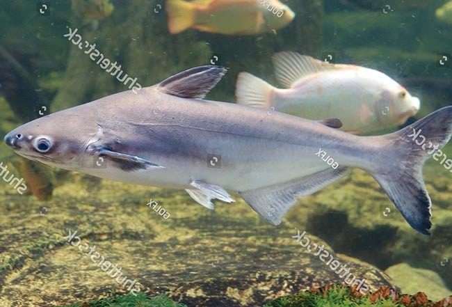 Food of ornamental freshwater sharks