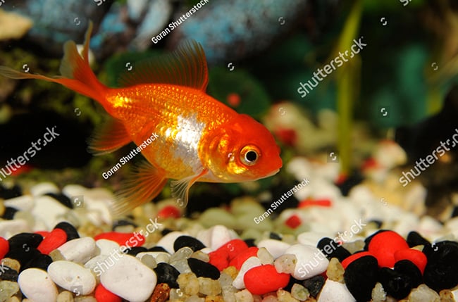 How to prevent white spot disease in goldfish