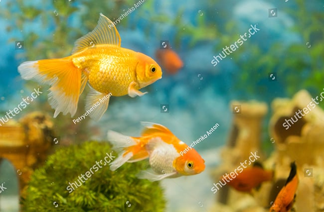 When does white spot disease in goldfish usually appear?